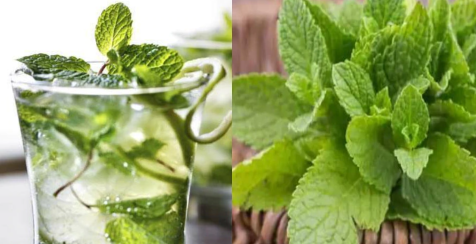 Mint Benefits: definitely use peppermint in summer, its amazing benefits will surprise you!