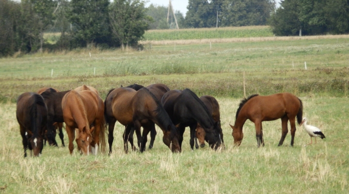 Understanding The Basic Principles Of Horse Nutrition