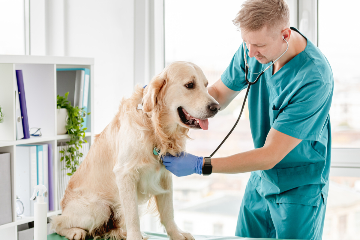 Significance & Role of a Vet for Pets
