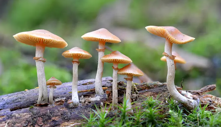 Popular Strain of Psilocybe Cubensis Mushrooms in Canada
