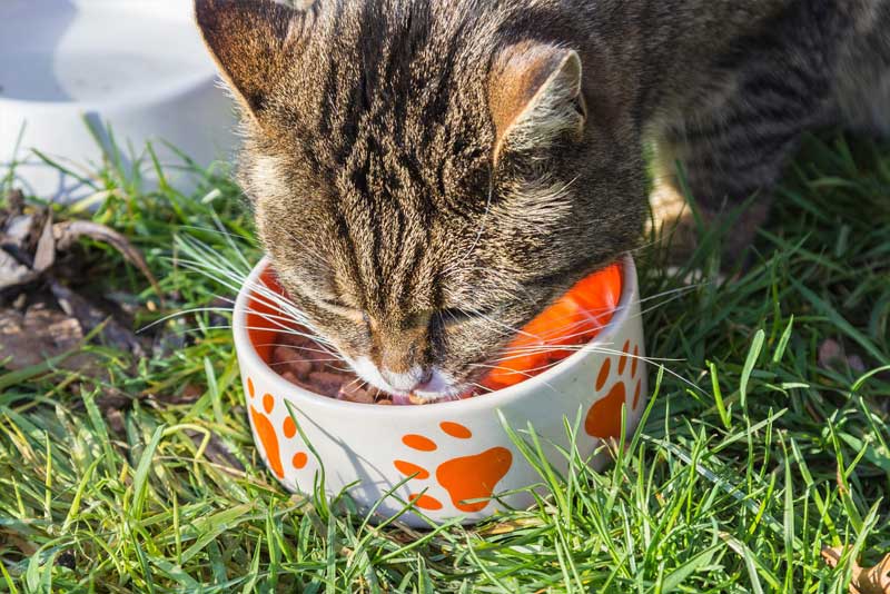 Why purchase a cat feeding guide?